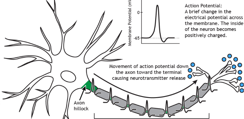 <p>Change in membrane potential down axon&nbsp;</p><ul><li><p>graded potential from dendrites and soma</p><ul><li><p>localized ion currents → travel down interior of soma to <strong>axon hillock</strong> (trigger zone)&nbsp;</p></li><li><p>summates all electrical signals&nbsp;</p></li><li><p>axon hillock reaches threshold (-<strong><u>60mV</u></strong>) → action potential is triggered</p></li><li><p>action potential → voltage gated channels (Na+ and K+) on axon</p></li></ul></li></ul><p></p>