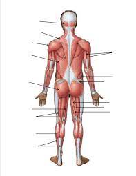 <p>Posterior </p>