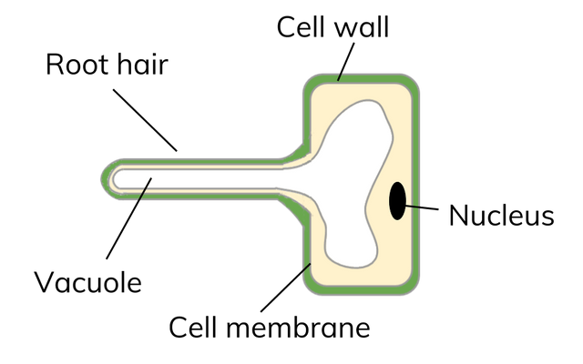 <ul><li><p>On the surface of plant roots</p></li><li><p>grow into long hairs that stick out into the soil</p></li><li><p>gives the plant a big surface area for absorbing water and mineral ions from the soil</p></li></ul><p></p>