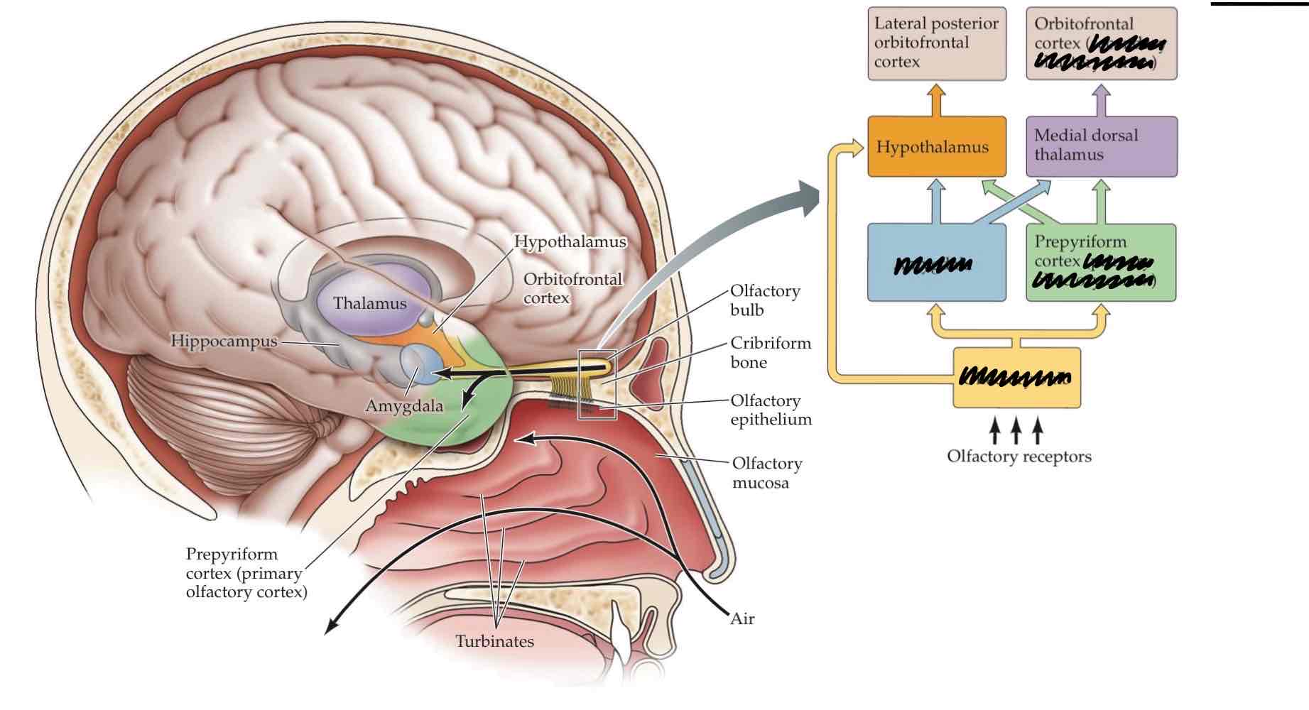 <p>describe the olfactory pathway</p>