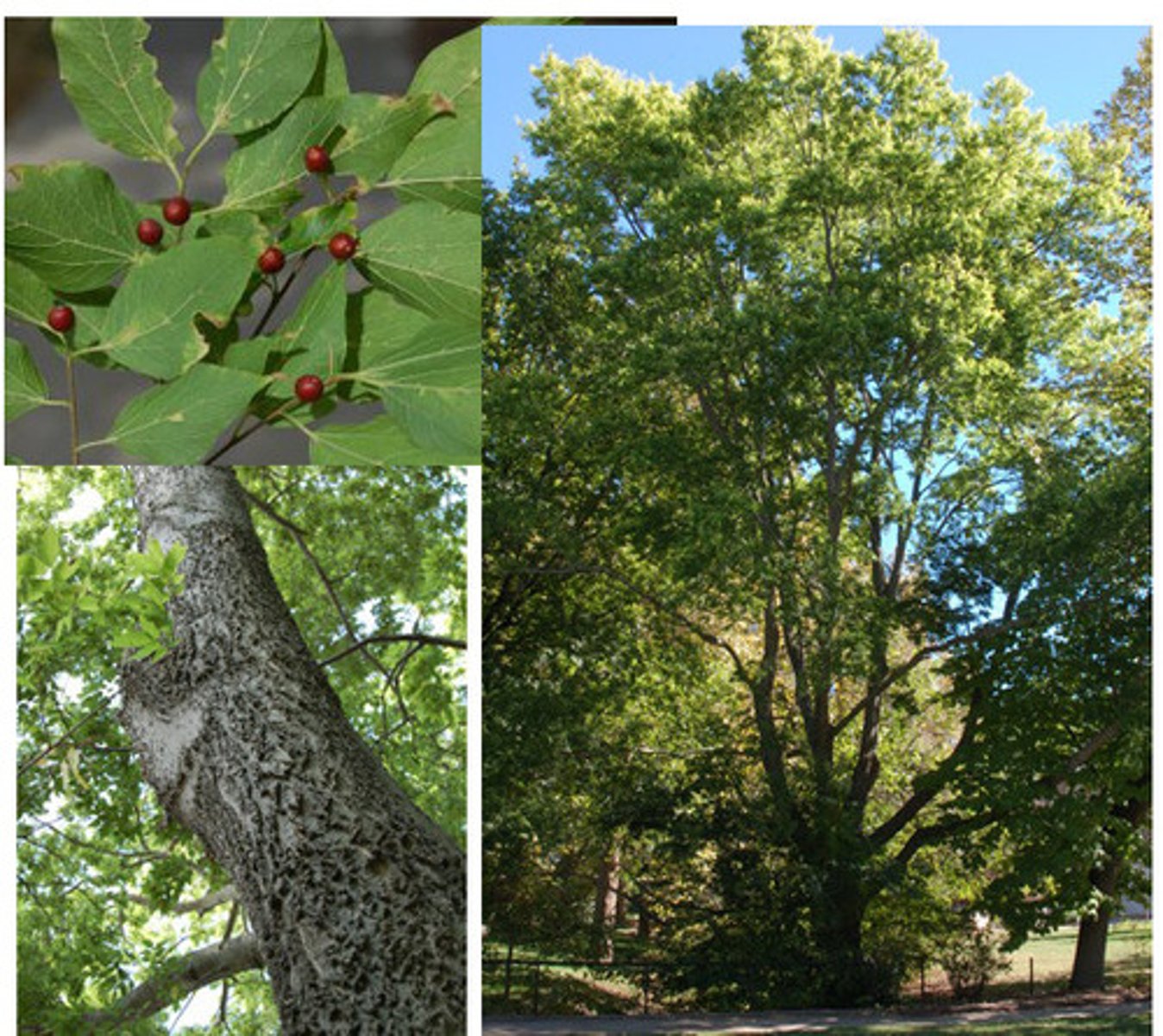 <p>Clumpy Bark</p>