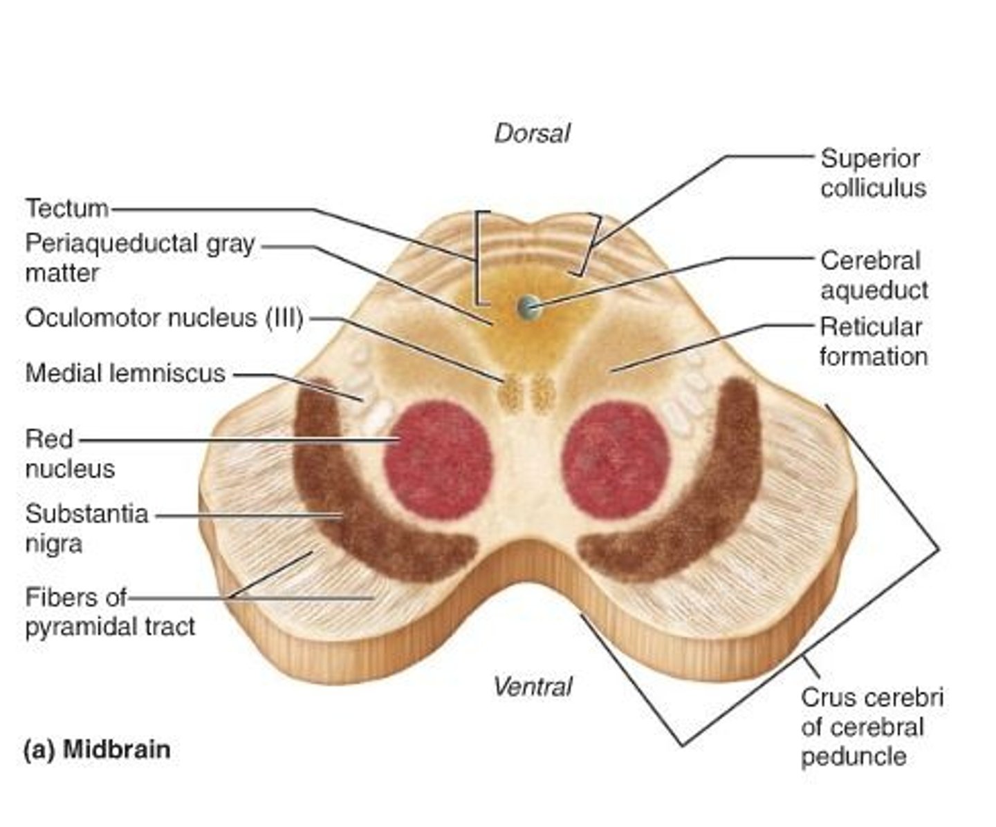 <p>Brainstem structure that produces dopamine and innervates the basal ganglia. Loss of its neurons leads to Parkinson's disease as there is a deficiency in dopamine</p>