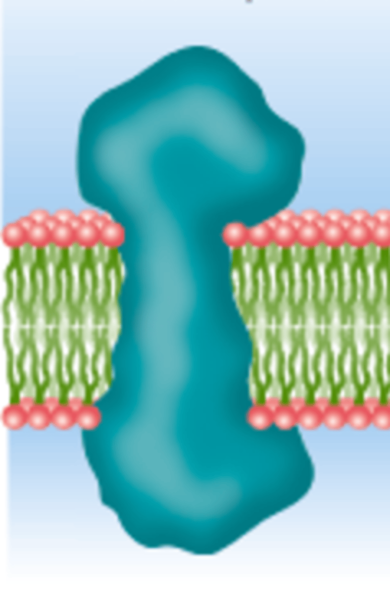 <p>A protein that spans the entire phospholipid bilayer</p>