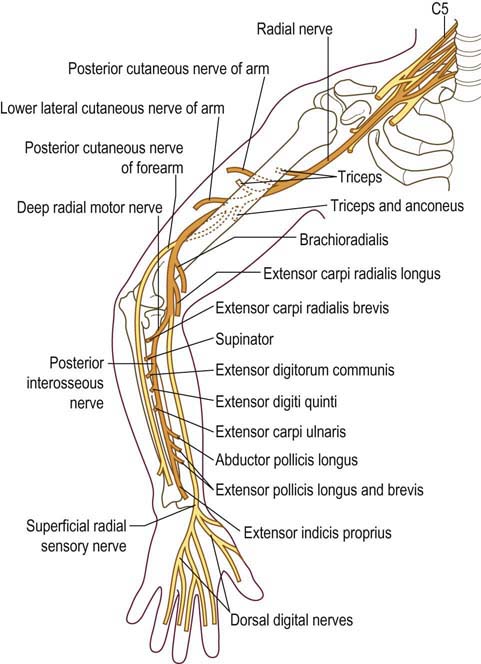 <p>The *skin on the back of the arm*, branch of the Radial nerve.</p>