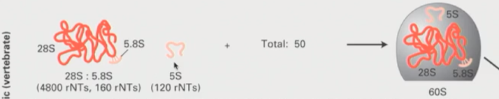 <ul><li><p>Combination of 28S and 5.8S ribosomal RNA with 5S to form 60S large subunit</p></li></ul><p></p>