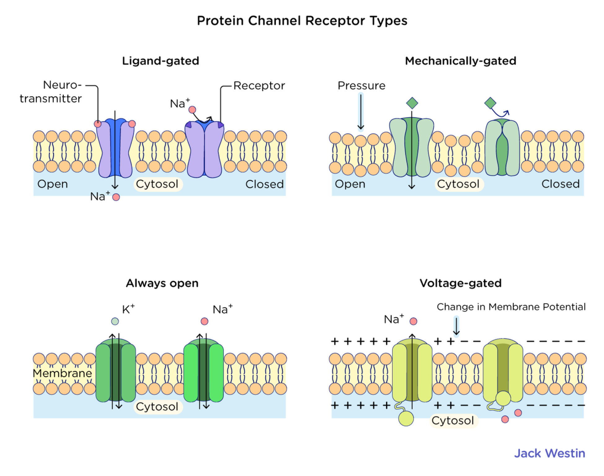 <ul><li><p>Chemically-gated ion channels</p></li><li><p>Voltage-gated ion channels</p></li><li><p>Mechanical-gated ion channels</p></li></ul><p></p>