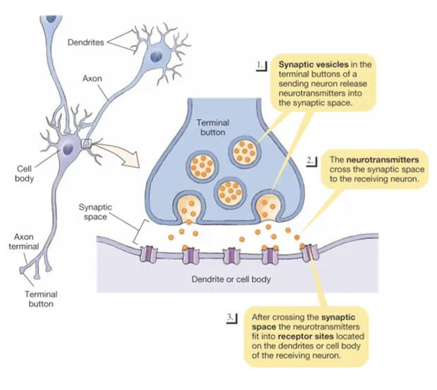 <ul><li><p>Located on the postsynaptic cell</p><ul><li><p>can also be found on some presynaptic cells</p></li></ul></li><li><p>Highly specific</p></li><li><p>Determine the affect the neurotransmitter has on a cell</p><ul><li><p>neurotransmitter can stimulate some cells and inhibit other</p></li></ul></li></ul><p></p>