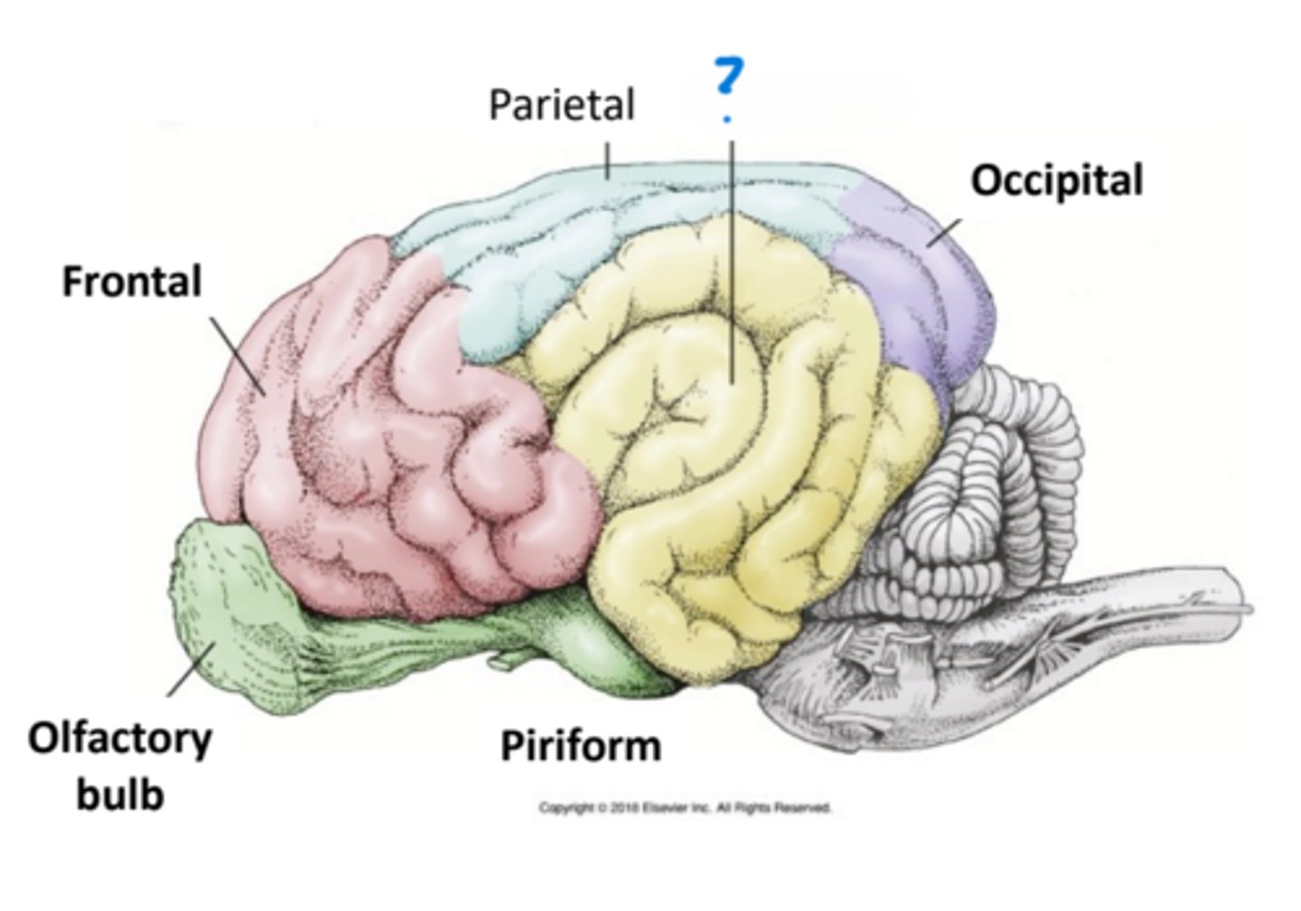 <p>What lobe of the brain is this?</p>