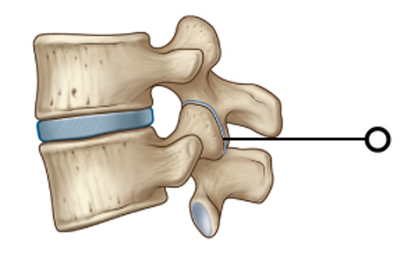 <p>Formed by superior and inferior facets</p>