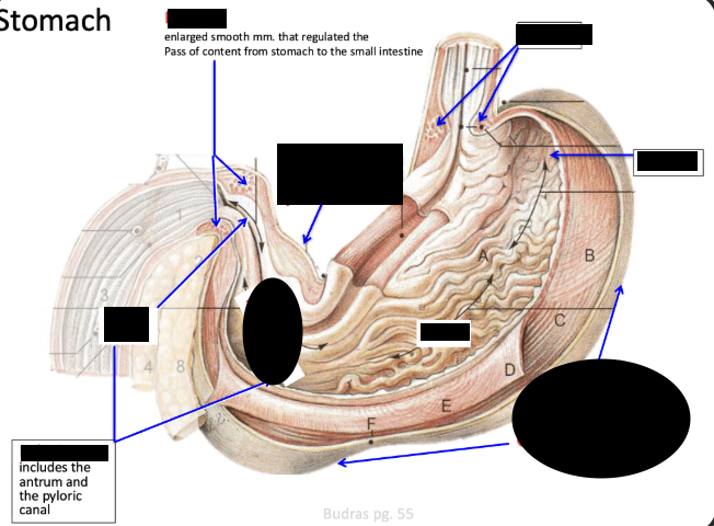 knowt flashcard image