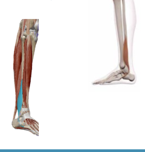<p><span><span>M. Peroneus Brevis (Fibularis Brevis)</span></span></p>