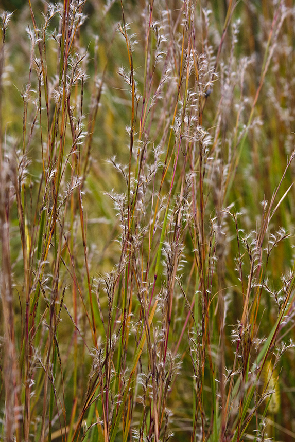 <p>Little Bluestem</p>