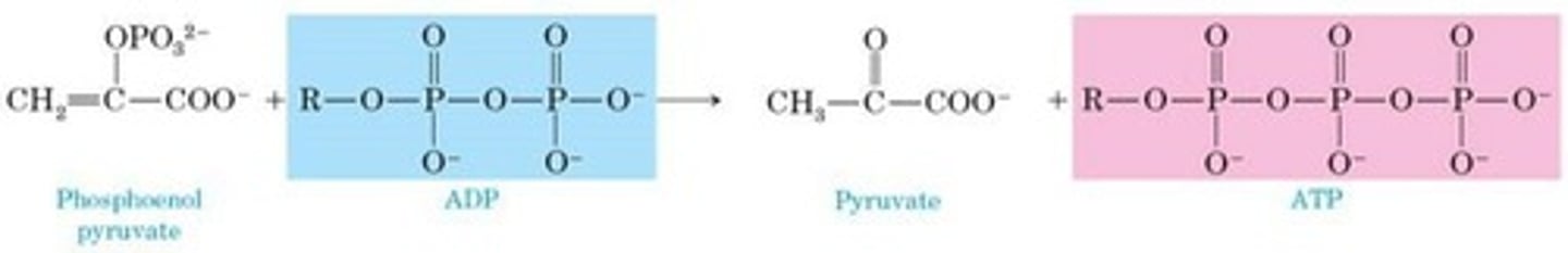 <p>Proton flow drives ATP synthesis in mitochondria.</p>