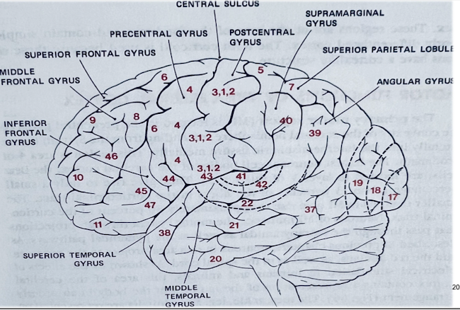 <ul><li><p>Area 4; pre-central gyrus </p></li><li><p>Where voluntary motor activity is initiated; corticospinal tracts originate here </p></li></ul><p></p>