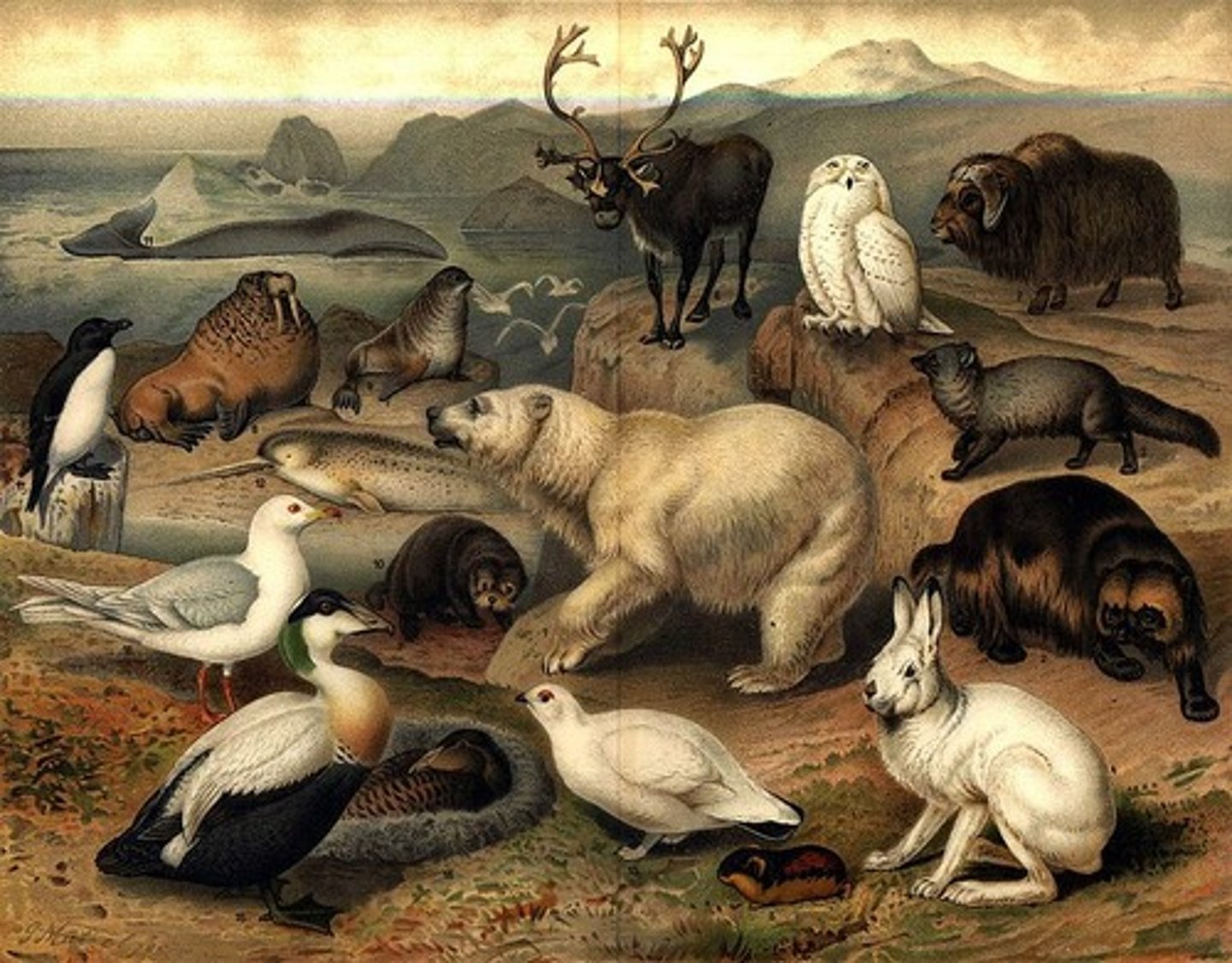 <p>All of the animal life in a particular region, or period.</p>