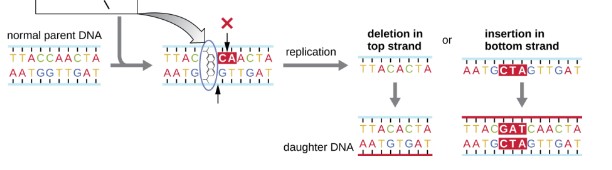 slide between the stacked nitrogenous bases of the DNA double helix, distorting the molecule and creating atypical spacing between nucleotide base pairs. This results in DNA polymerase either skipping several nucleotides (creating a deletion) or inserting extra nucleotides (creating an insertion) -> frameshift mutation 

- shorten words 
- bc
- own interpretation