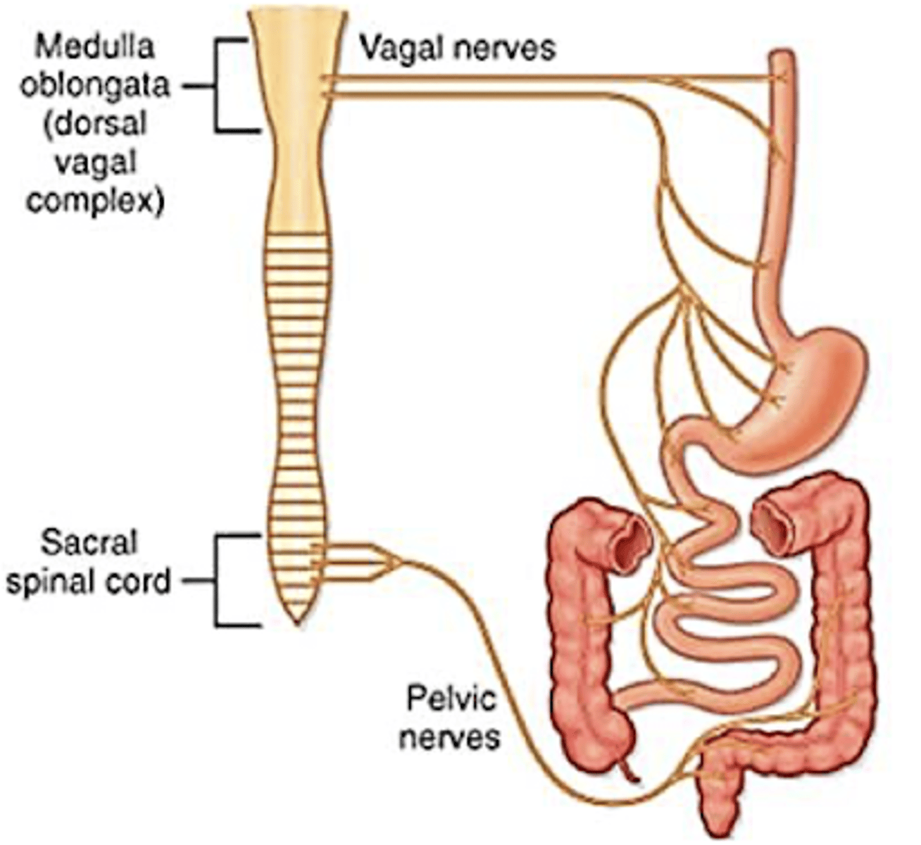 <p>- neurones released from spinal cord </p><p>- from ganglia close to target organ </p><p>- Preganglionic fibres (releasing ACh) synapse with postganglionic neurones within the enteric nervous system (ENS)</p><p>Excitatory influences (MAINLY)</p><p>• Increased gastric, pancreatic and small intestinal secretion, blood flow and smooth muscle contraction </p><p>Inhibitory influences:</p><p>• Relaxation of some sphincters, receptive relaxation of stomach - stomach gets wider to acccomadate food</p><p>REST AND DIGEST </p>