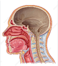 <p>brain / skull area </p>