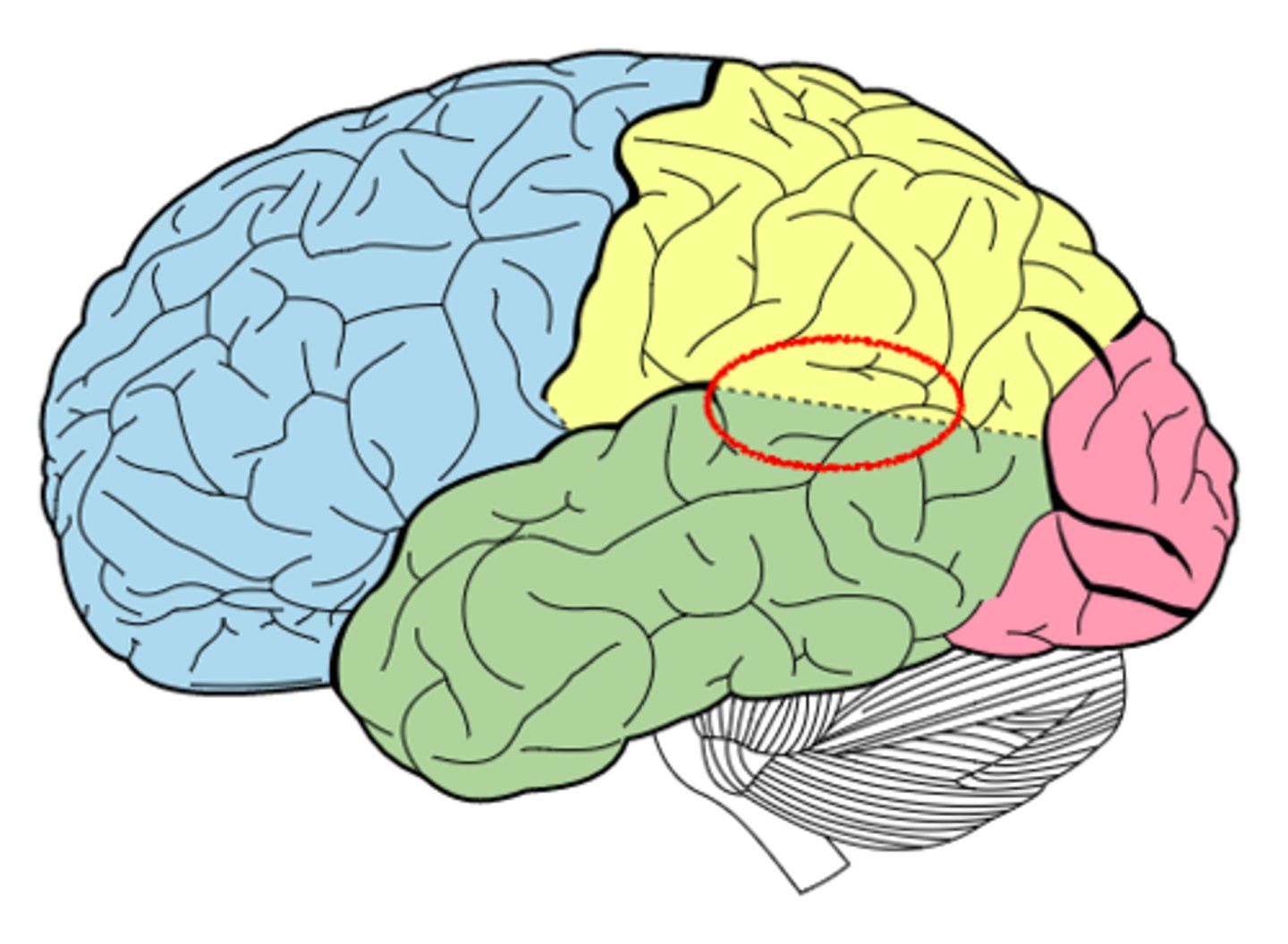 <p>involved in self processing and integrating multisensory body related info</p>