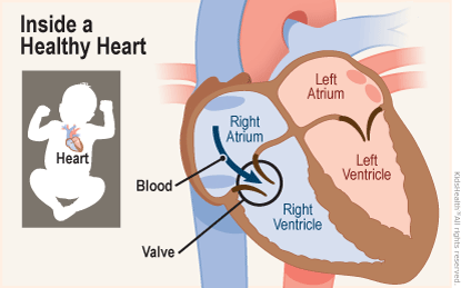 <p>The right and left ventricles are the lower chambers of the heart. They receive blood from the atria and pump it out to the lungs and body.</p>