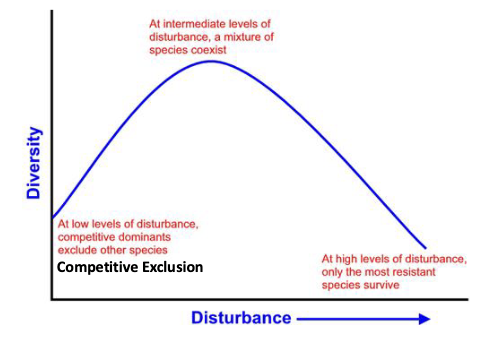<p>low levels — competitive dominant species takes over</p><p>intermediate levels — promotes coexistence, more species present</p><p>high levels — most individuals removed, reduces total number of species</p>