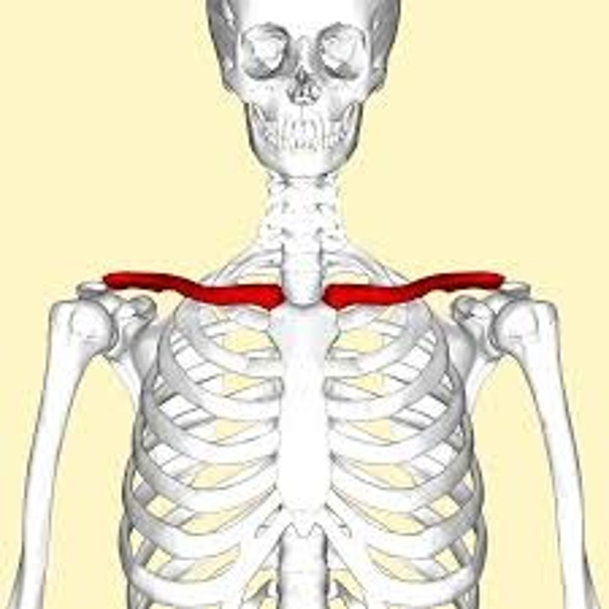 <p>clavicle, collarbone</p>