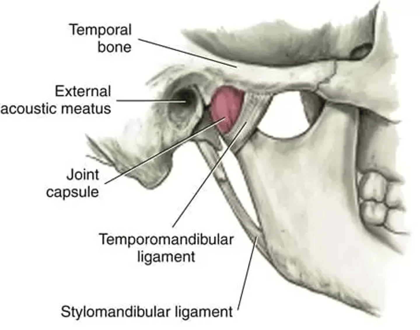 <p>superiorly </p><p>= temporal bone</p><p>inferiorly </p><p>= neck of mandibular condyle.</p><p>Highly vascularized + innervated</p><p>Loose (lax) A-P</p><p>- easier opening + closing </p><p>Tighter Med-Lat </p><p>= for lateral stability with chewing</p>