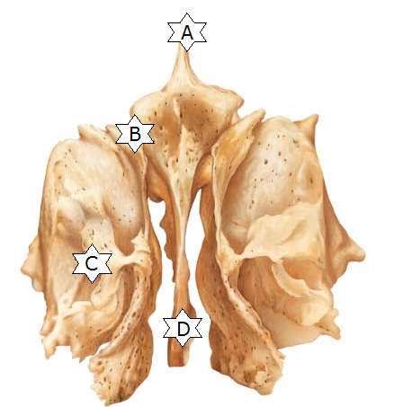 <p>Triangular process to which membranes that cover the brain attach. (A)</p>