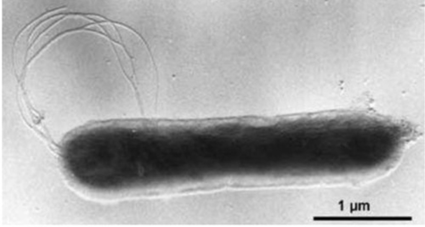 <p>growth optimum 85 c; rod shaped bacteria; grows best in environments with low oxygen levels</p>
