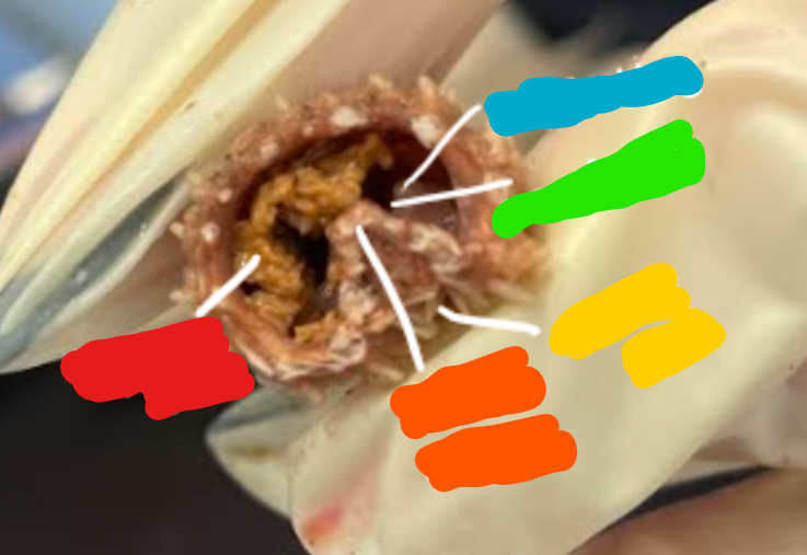 <p>Label the structures in the cross section of the sea star arm</p>