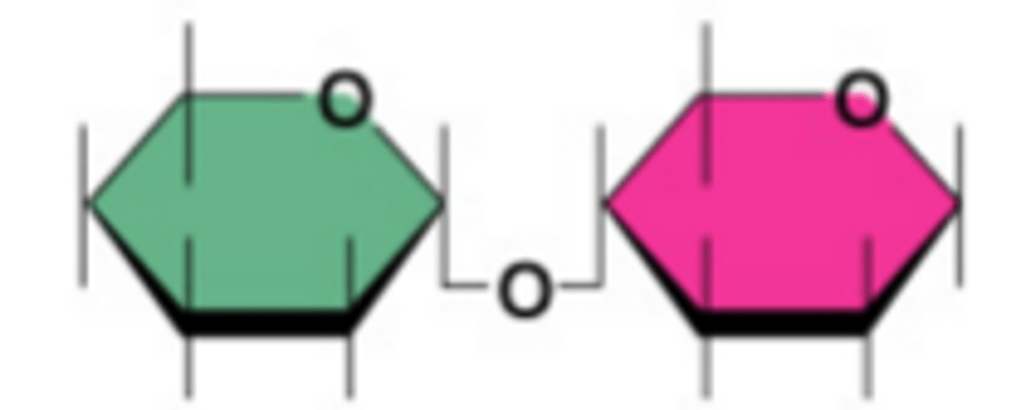 <p>two sugars/monosaccharides bonded together by a covalent bond; include lactose, sucrose and maltose</p>