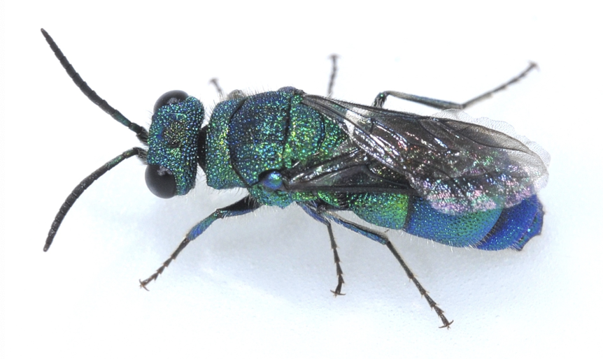 <p>lays eggs in nests of solitary bees and wasps</p><p>brood parasitism is common in insects</p>