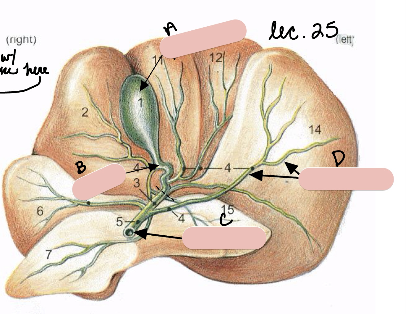 <p>Name the structure(s) indicated by a, b, c, and d.</p>