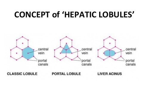 *Stroma/støttevæv* 
Glissons kapsel -> septaer ind i væv -> opdeler vævet i leverlobuli, samt omgiver glissonske træder, fortsætter i det intralobulære retikulære bindevæv.

Glissonsk triade/portal lobulus - Indhold: gren fra v. porta, gren fra a. hepatica propria, interlobulær galdegang.

*Parenchym/funktionelt væv* - klassiske leverlobulus: Centralvenen med udstrålende sinusoider omgivet af plader af hepatocytter.