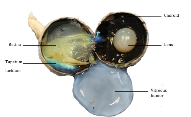 <p>outer layer to inner</p><p>choroid</p><p>tapetum lucidium</p><p>retina</p><p></p>