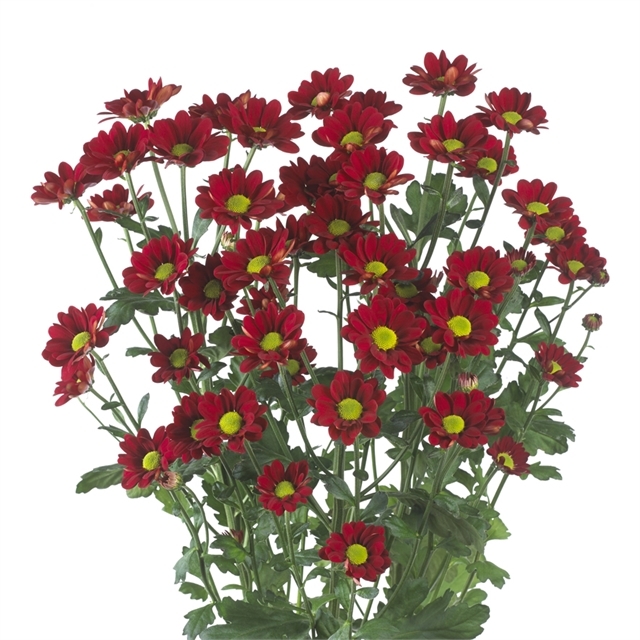 <p>Common Name</p>