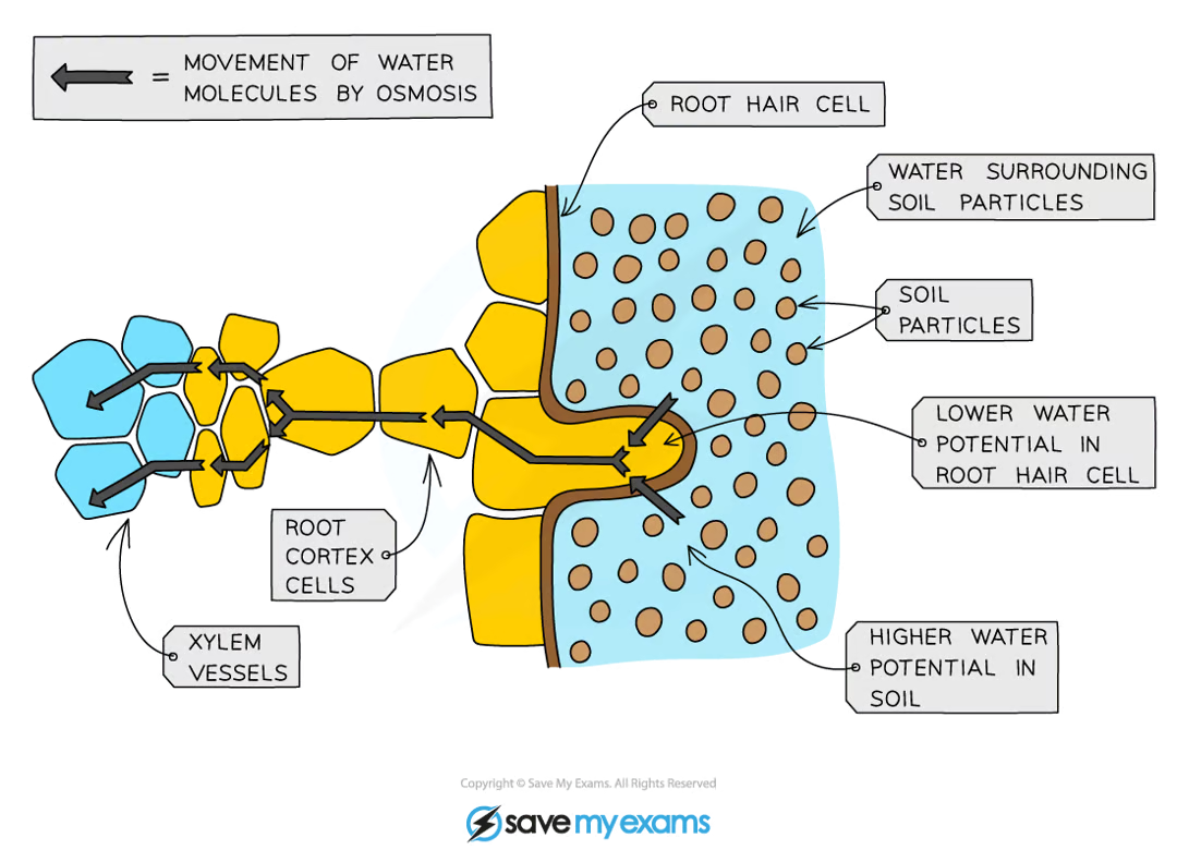 <p><strong>root hair cell → root cortex cells → xylem → leaf mesophyll cells</strong></p>