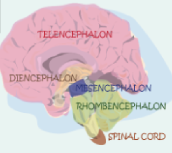 <p>The pons, cerebellum and medulla oblongata are found where?</p>