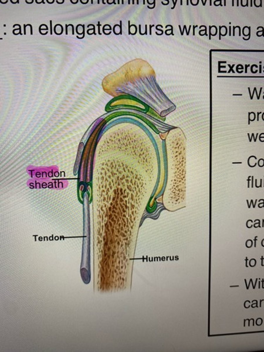 <p>The ELONGATED bursa that wraps around the tendon completely. (ex. the frontal section that goes through the right shoulder joint)</p>