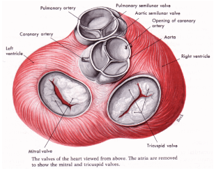 <p>Cusps</p>