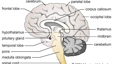 <p></p><p>-sends the signals to the muscles </p><p>-helps calculate and control your movements </p><p>-a structure deep in your brain acts as your bodies smart control coordinating centre. Its main function is to keep your body in a stable state called homeostasis It is the link between the NS and the ES. </p><p>-helps regulate some body functions, including your breathing and heart rate. </p>