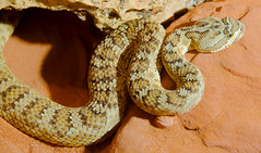 <p>Most common species in Utah • Barred tail without white rings • Dorsal blotches with light centers • Typically, lighter background.</p>