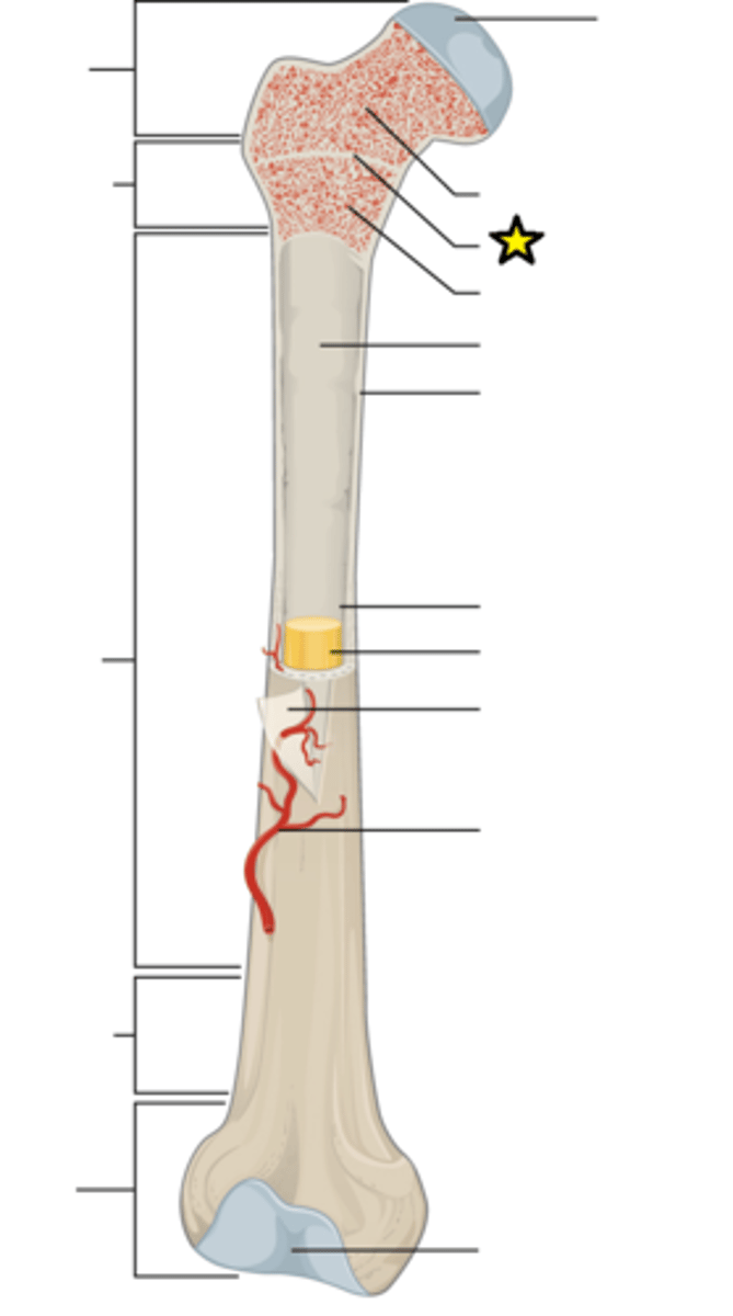 <p>Remnant of the epiphyseal plate, seen in adult bones</p>