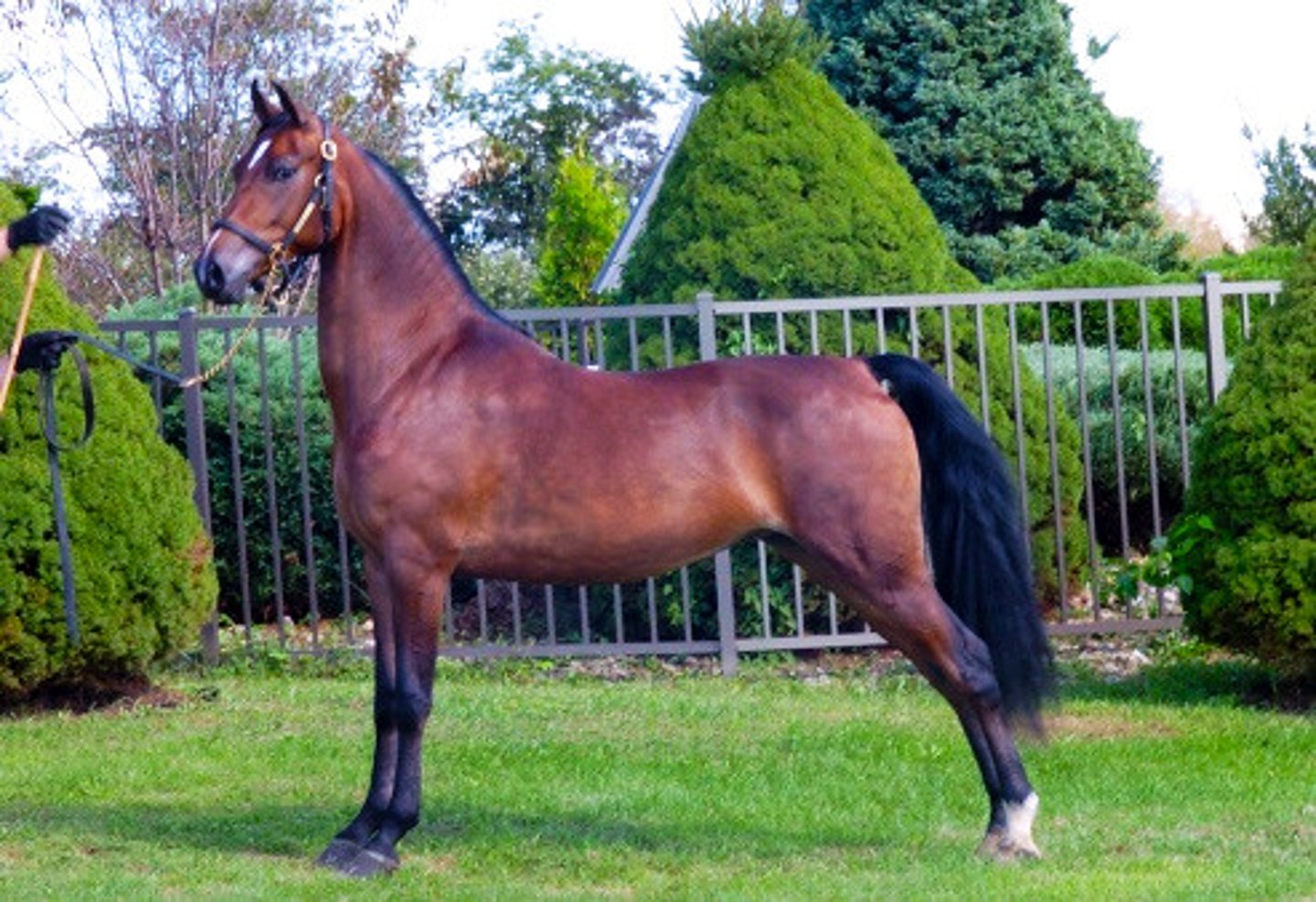 <p>- Light Breed</p><p>- 14.1-15.1 hands in height</p><p>-1,000-1,200lbs in weight</p><p>- Similar to Arabian in appearance; not as heavily muscled, not as refined, and neck is more upright</p><p>- Used to establish Standardbred & American Saddlebred breeds</p><p>- Uses: recreation, showing</p>