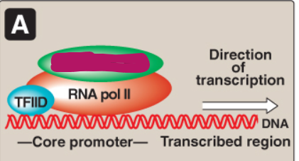 <p>Label this section of the core promoter site.</p>