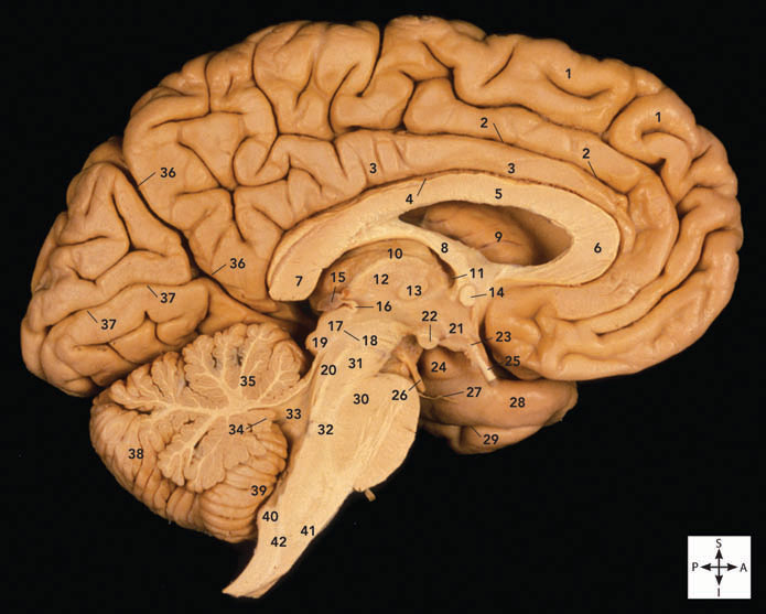 <p>18</p><p>aqueduct of midbrain</p>
