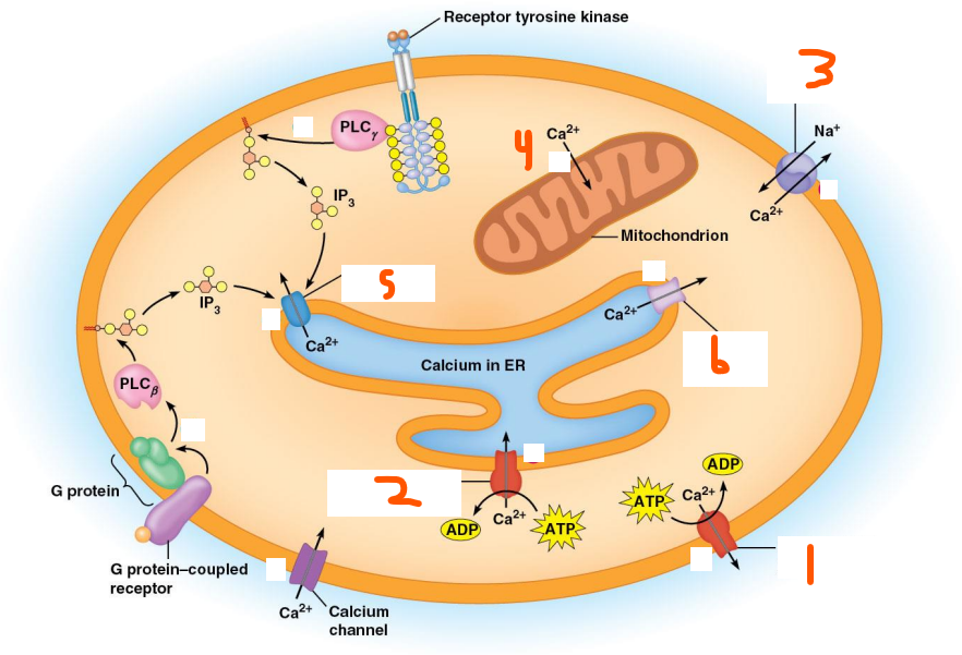 <p>Ca<sup>2+</sup> Regulation:</p><p>Maintaining [] (red):</p><ul><li><p>[] in cytosol kept at ___ (#) uM</p></li></ul><ol><li><p>___ ___ in the ___ ___ to keep Ca out</p></li><li><p>___ ___ in the ___ ___ ___ to take cytosolic Ca to the lumen</p></li><li><p>___/___ ___ in the ___ ___ keep cytosolic Ca out</p></li><li><p>___ transport Ca in</p></li></ol><p>Increase Cytosolic [Ca<sup>2+</sup>] (blue):</p><ol start="5"><li><p>___ ___ release Ca from ___ ___</p></li><li><p>___ ___ release Ca from ___ ___ (is a ___ ___-___ ___ mechanism)</p></li></ol><p></p>