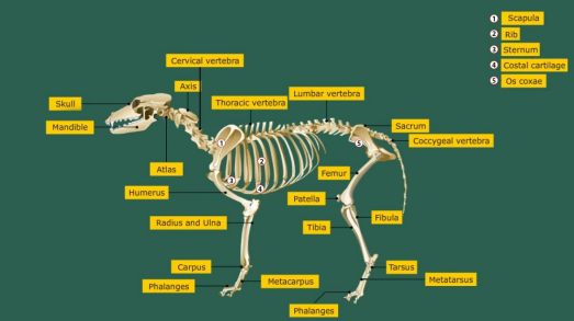 knowt flashcard image