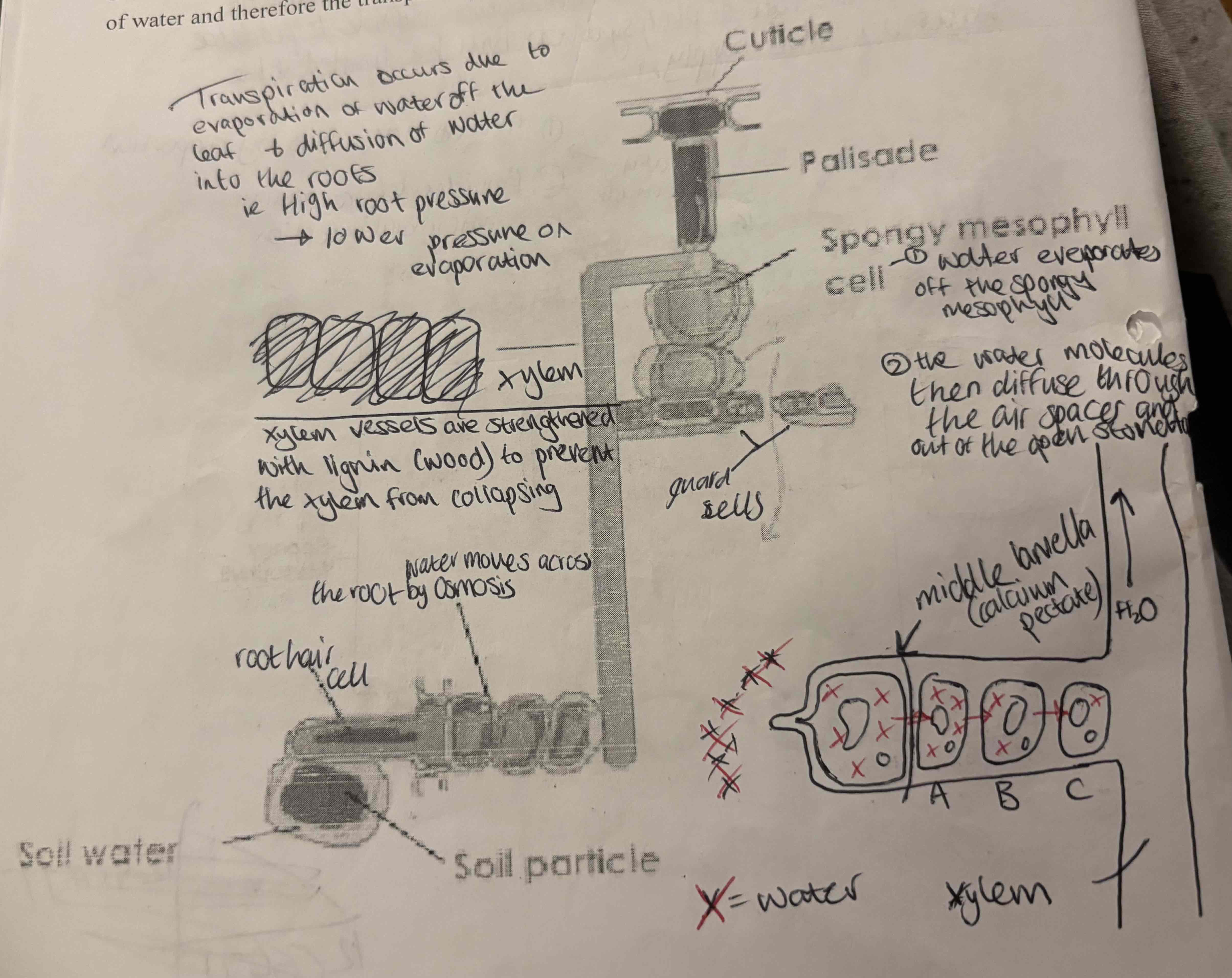 <ol><li><p>Water evaporates off the spongy mesopyll</p></li><li><p>The water molecules then diffuse through the air spaces and out of the open stomata</p></li></ol>