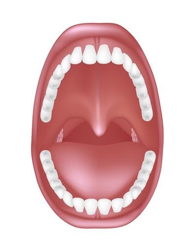 Is the point of entry for food into the digestive system